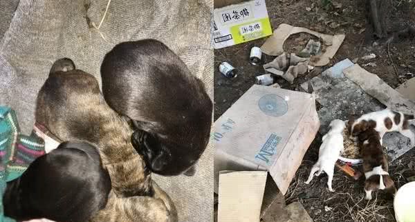 两只狗狗听到要绝育，吓得抱在一起：主人，可以不切蛋蛋吗？