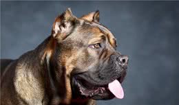 缮宠学堂：盘点自带护卫属性的猛犬，即使不受训练，能力也超常