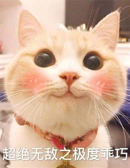 这6种猫咪，只要给它一口饭吃，就会报恩