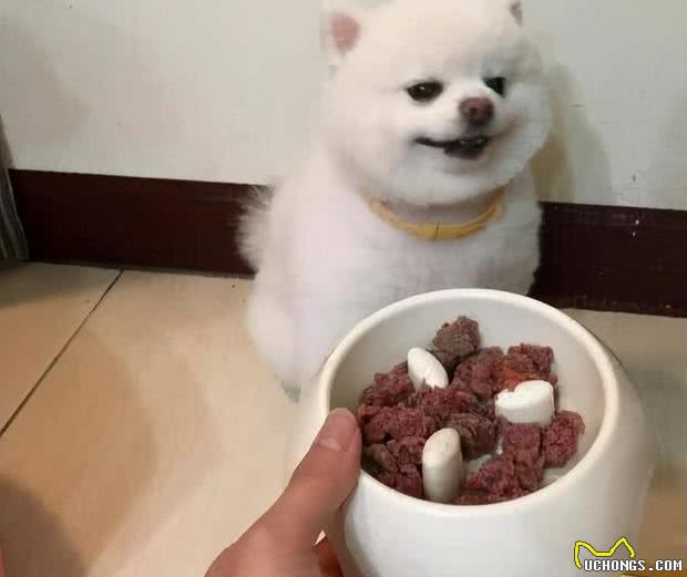 这样喂食博美犬，就是在给它的肠胃“上刑”