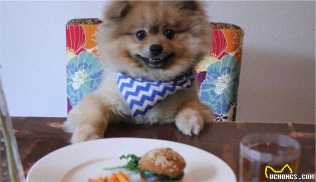 这样喂食博美犬，就是在给它的肠胃“上刑”