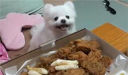 这样喂食博美犬，就是在给它的肠胃“上刑”