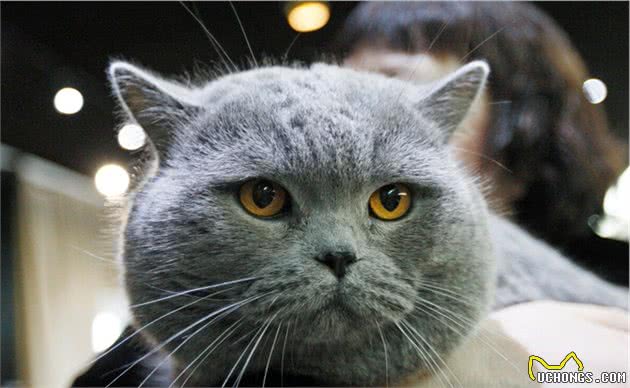 你们这些愚蠢的人类！盘点那些天生一副拽样的猫咪