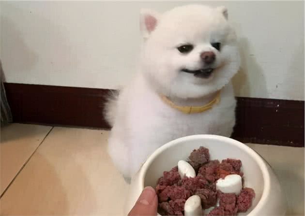 养博美须知：这6种食物，博美一个都不能吃