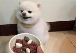 养博美须知：这6种食物，博美一个都不能吃
