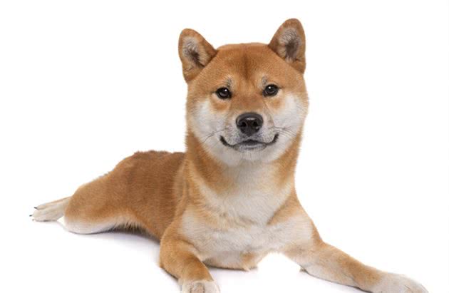 柴犬越被人们喜欢，中华田园犬越尴尬，优缺点一样我们为啥会输