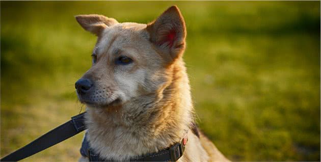 柴犬越被人们喜欢，中华田园犬越尴尬，优缺点一样我们为啥会输