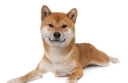 柴犬越被人们喜欢，中华田园犬越尴尬，优缺点一样我们为啥会输