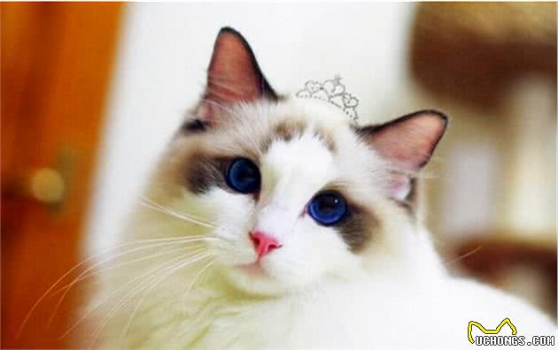 养猫品种推荐：猫界最热门的“6种宠物猫”