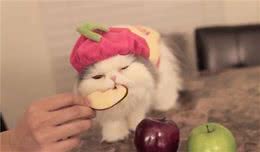 养猫品种推荐：猫界最热门的“6种宠物猫”