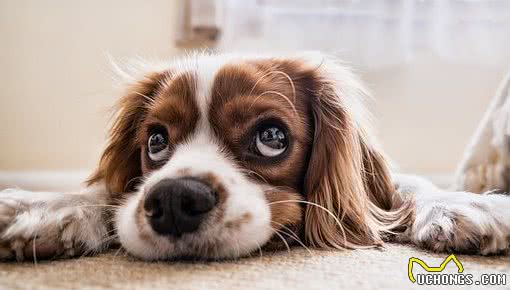 辟谣：狗眼看人低？这也许是一句假话