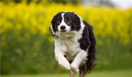 犬猫泌尿道疾病症状，同时大便呈扁平状，可以怀疑前列腺疾病
