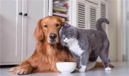 猫咪和狗狗可不是天生的冤家，宠物间的情感更纯粹，也更感人