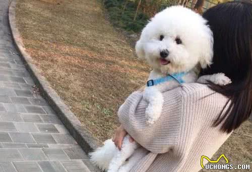 比熊冬天怕冷吗？