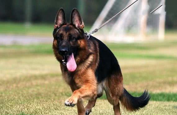 7种天生可以做警犬的狗狗，你想养一条吗？