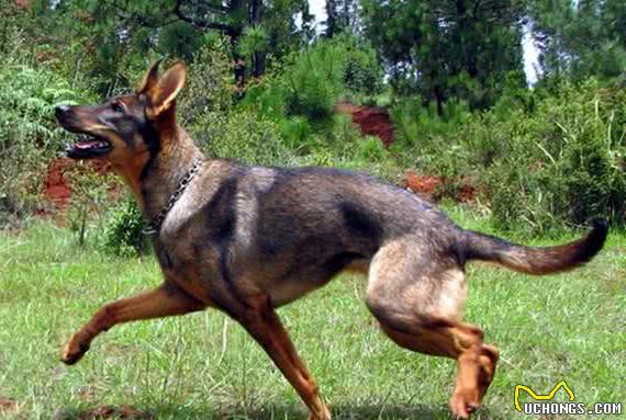 7种天生可以做警犬的狗狗，你想养一条吗？