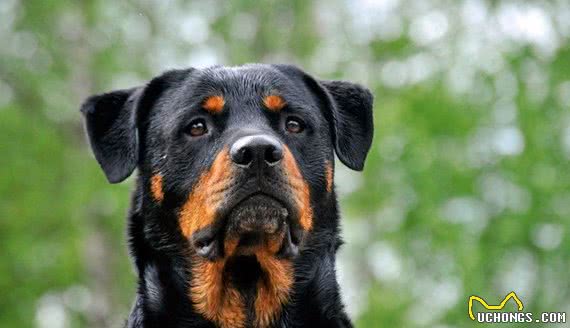 7种天生可以做警犬的狗狗，你想养一条吗？