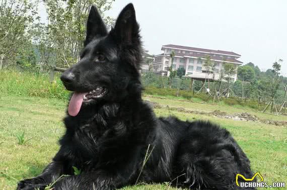7种天生可以做警犬的狗狗，你想养一条吗？