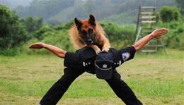 7种天生可以做警犬的狗狗，你想养一条吗？