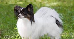 蝴蝶犬有两种，垂耳蝴蝶犬有返祖现象比较少见，若有那是相当难得