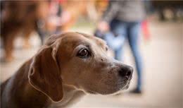 养狗家庭需要知道的宠物犬肝脏疾病小知识