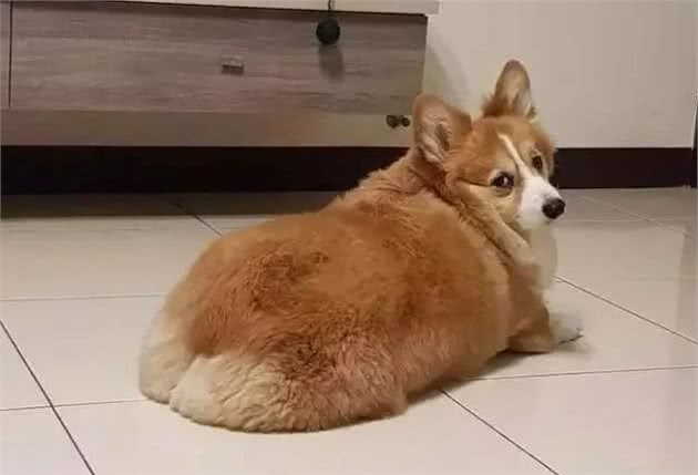 柯基犬肥胖并不可爱，会有这些“后果”