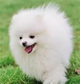 购买纯种博美犬，你需要知道这6个特征，才不会被骗
