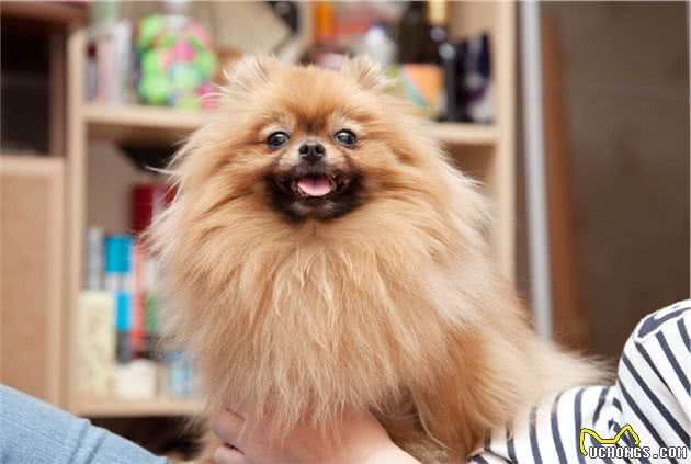 新手：博美犬有多可怕？聪明的人不会选它
