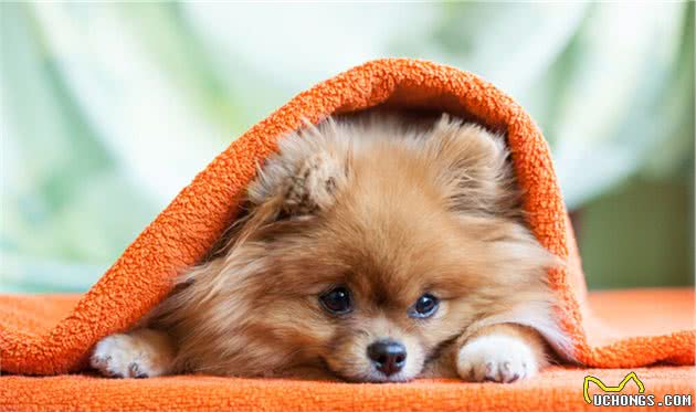 新手：博美犬有多可怕？聪明的人不会选它