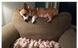 如何挑选最好的幼犬？老司机教您以下3点