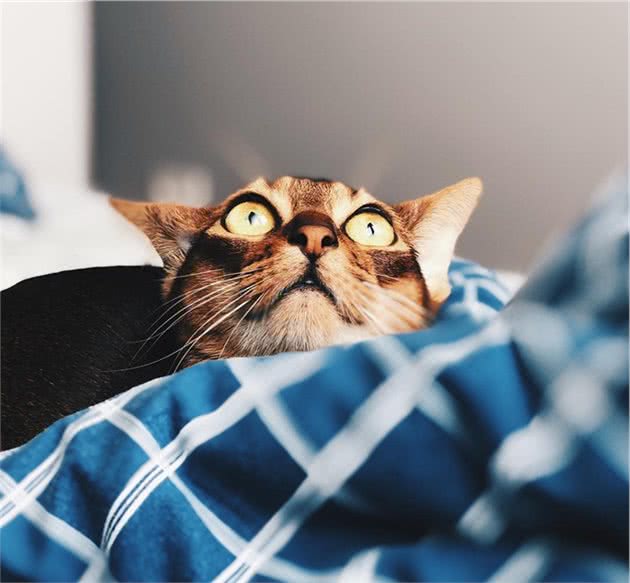辟谣：猫咪中也有行走的表情包，阿比西尼亚猫就豪不逊色于哈士奇