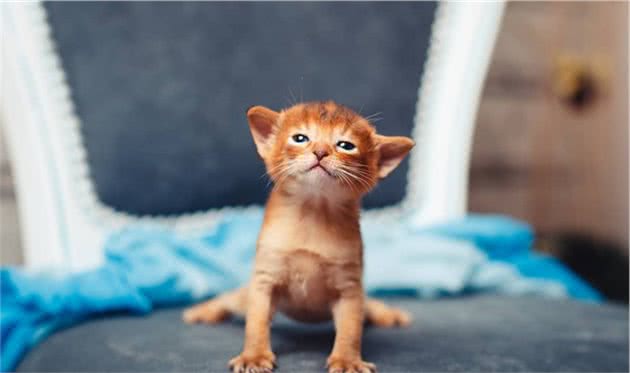 辟谣：猫咪中也有行走的表情包，阿比西尼亚猫就豪不逊色于哈士奇
