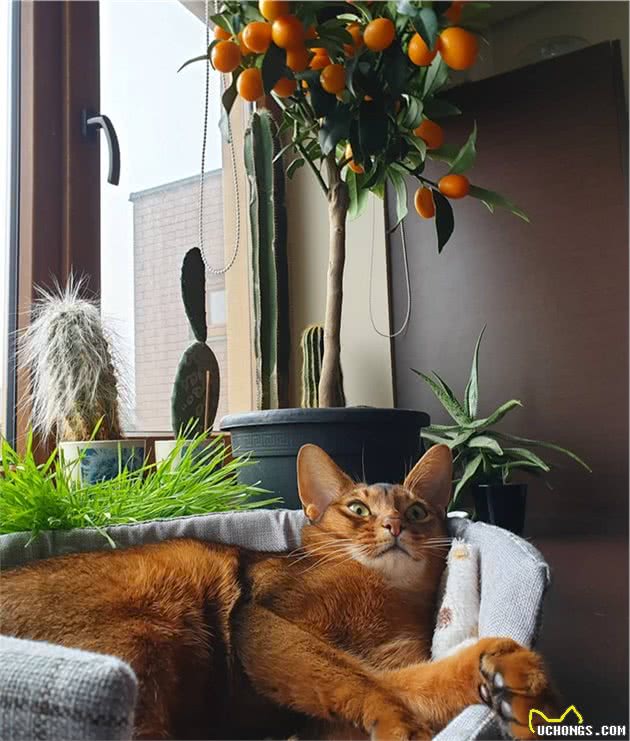 辟谣：猫咪中也有行走的表情包，阿比西尼亚猫就豪不逊色于哈士奇