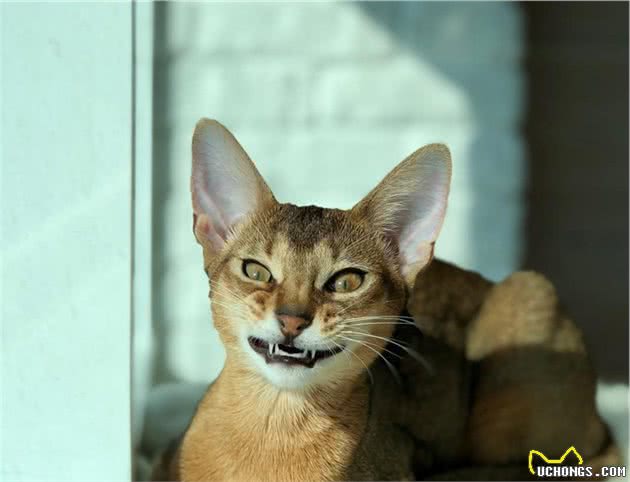 辟谣：猫咪中也有行走的表情包，阿比西尼亚猫就豪不逊色于哈士奇