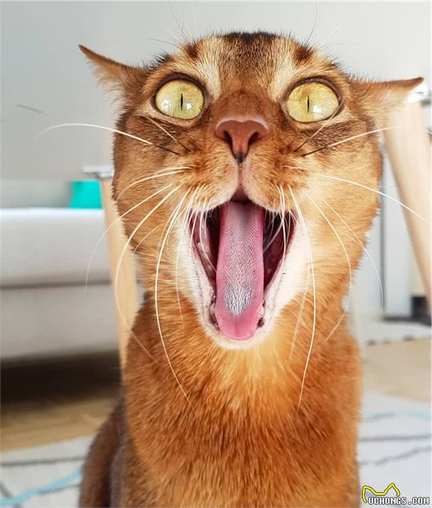 辟谣：猫咪中也有行走的表情包，阿比西尼亚猫就豪不逊色于哈士奇