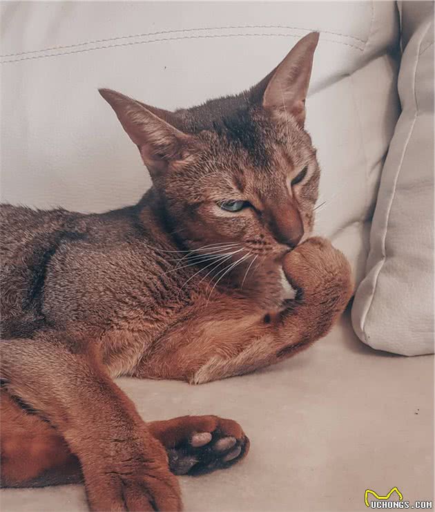 辟谣：猫咪中也有行走的表情包，阿比西尼亚猫就豪不逊色于哈士奇