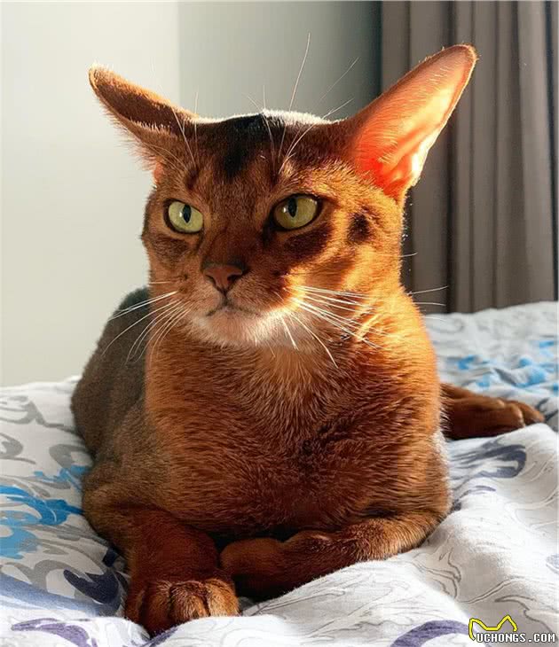辟谣：猫咪中也有行走的表情包，阿比西尼亚猫就豪不逊色于哈士奇