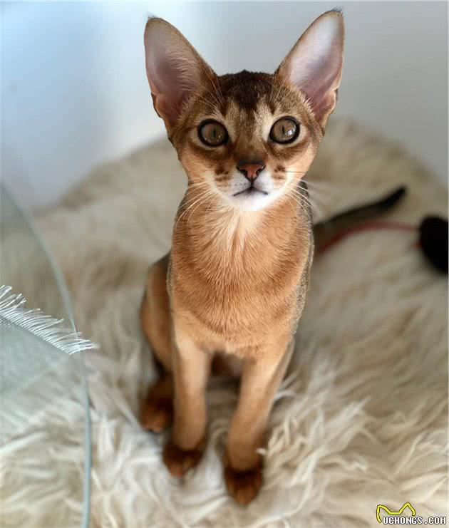 辟谣：猫咪中也有行走的表情包，阿比西尼亚猫就豪不逊色于哈士奇