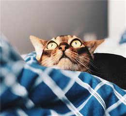 辟谣：猫咪中也有行走的表情包，阿比西尼亚猫就豪不逊色于哈士奇