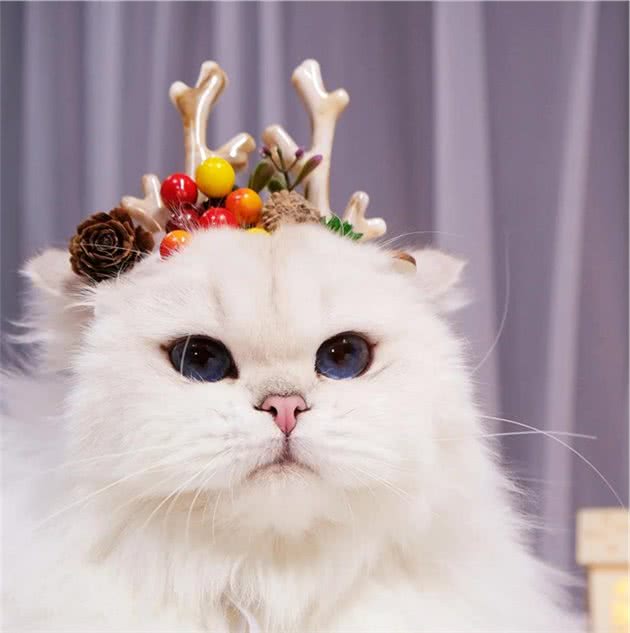 盘点猫界长寿冠军，你家养了吗