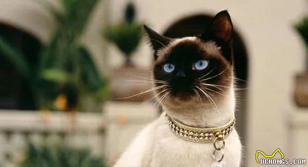 盘点猫界长寿冠军，你家养了吗