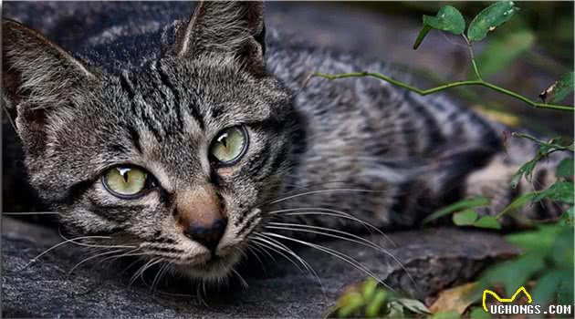 盘点猫界长寿冠军，你家养了吗