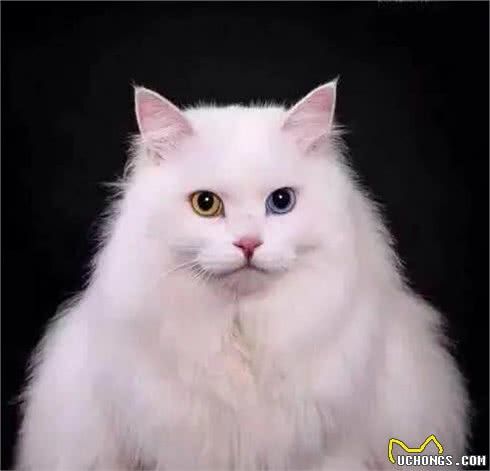 盘点猫界长寿冠军，你家养了吗
