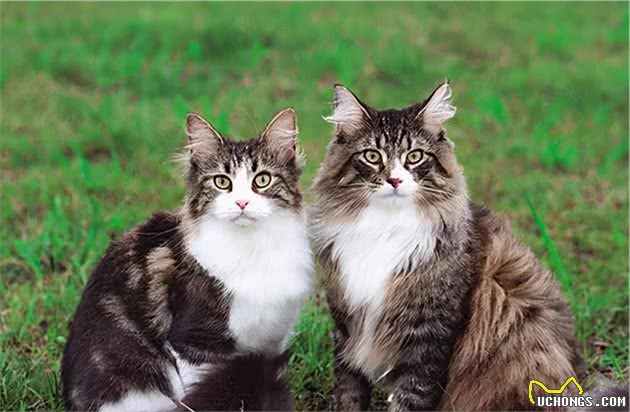 盘点猫界长寿冠军，你家养了吗