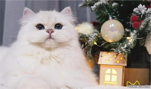 盘点猫界长寿冠军，你家养了吗