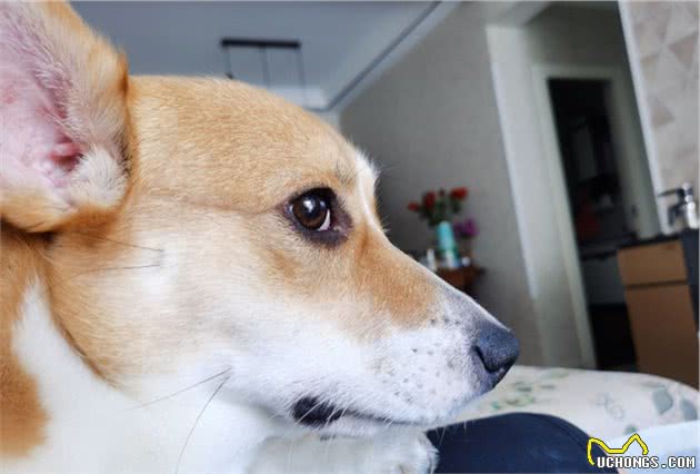 威尔士柯基犬小常识