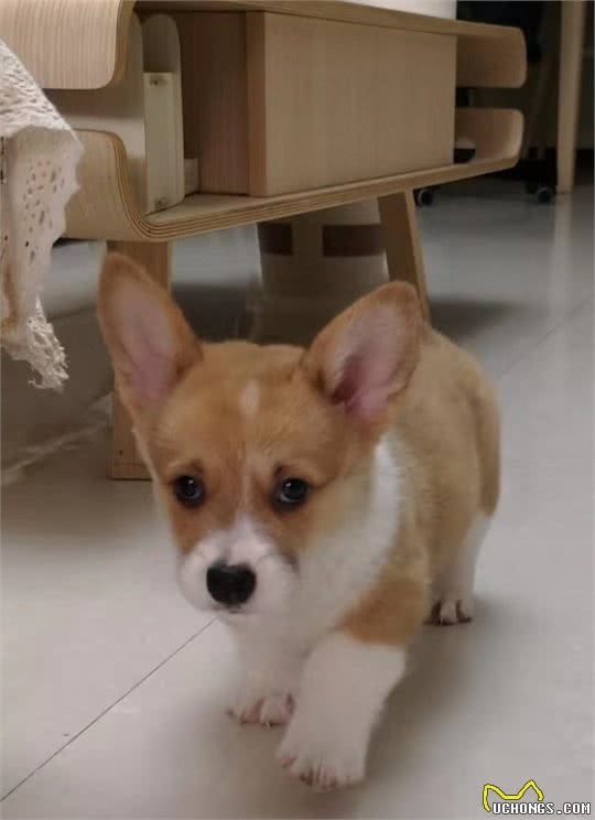 威尔士柯基犬小常识
