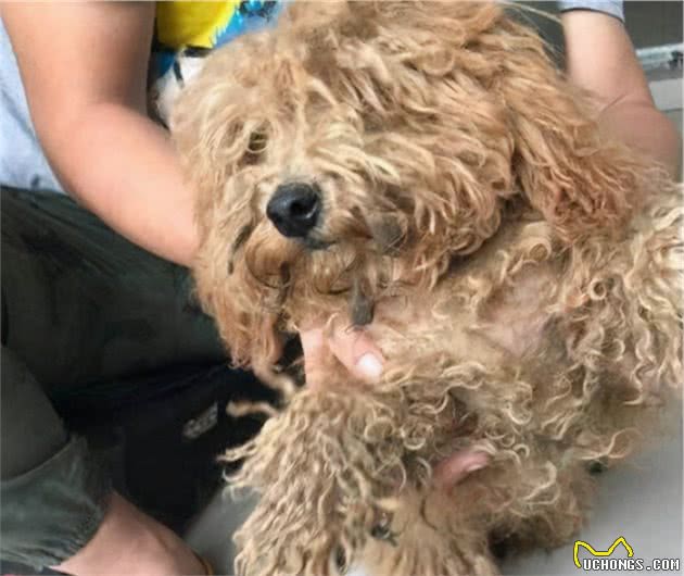养泰迪犬，在这5点上的钱不能省，不然你养不好