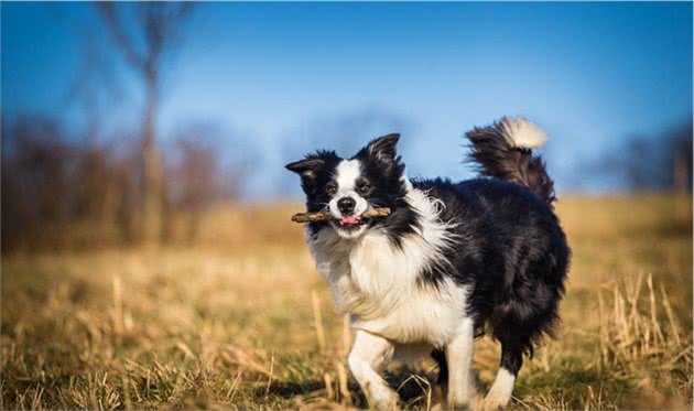 果然养只边境牧羊犬，是一件很轻松的事