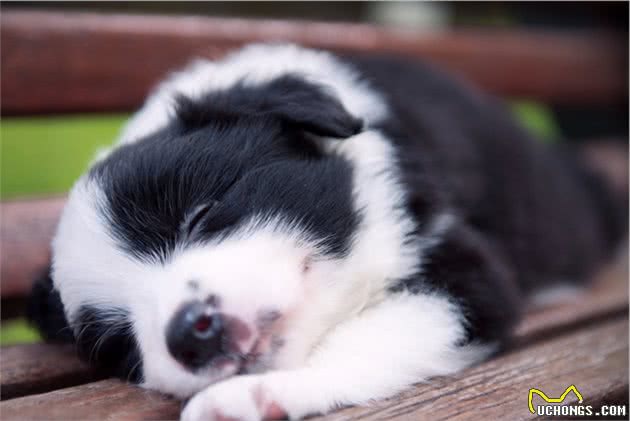 果然养只边境牧羊犬，是一件很轻松的事